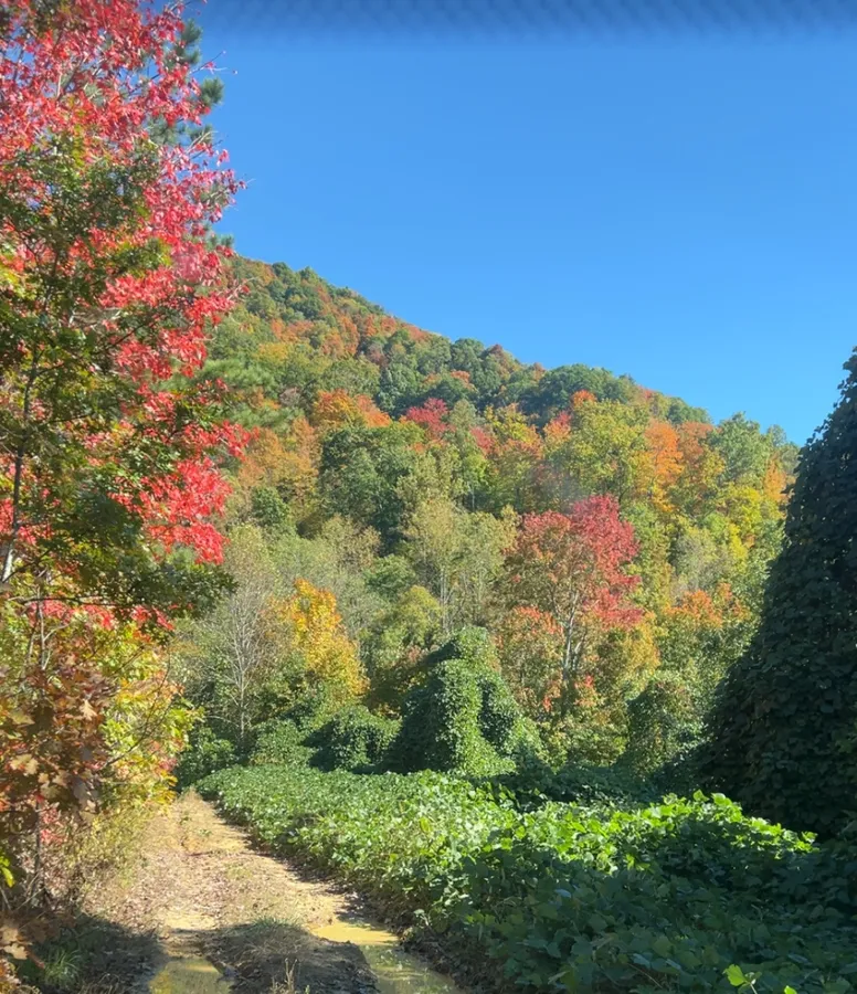 Red maples over a hollow with kudzu still green below, a gravel track leading in