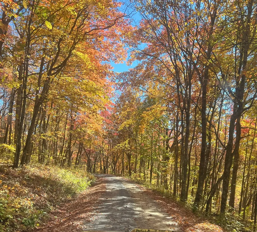 A gravel Forest Service road under a canopy of yellow and orange maples